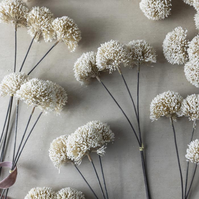 Allium Cream Bunch