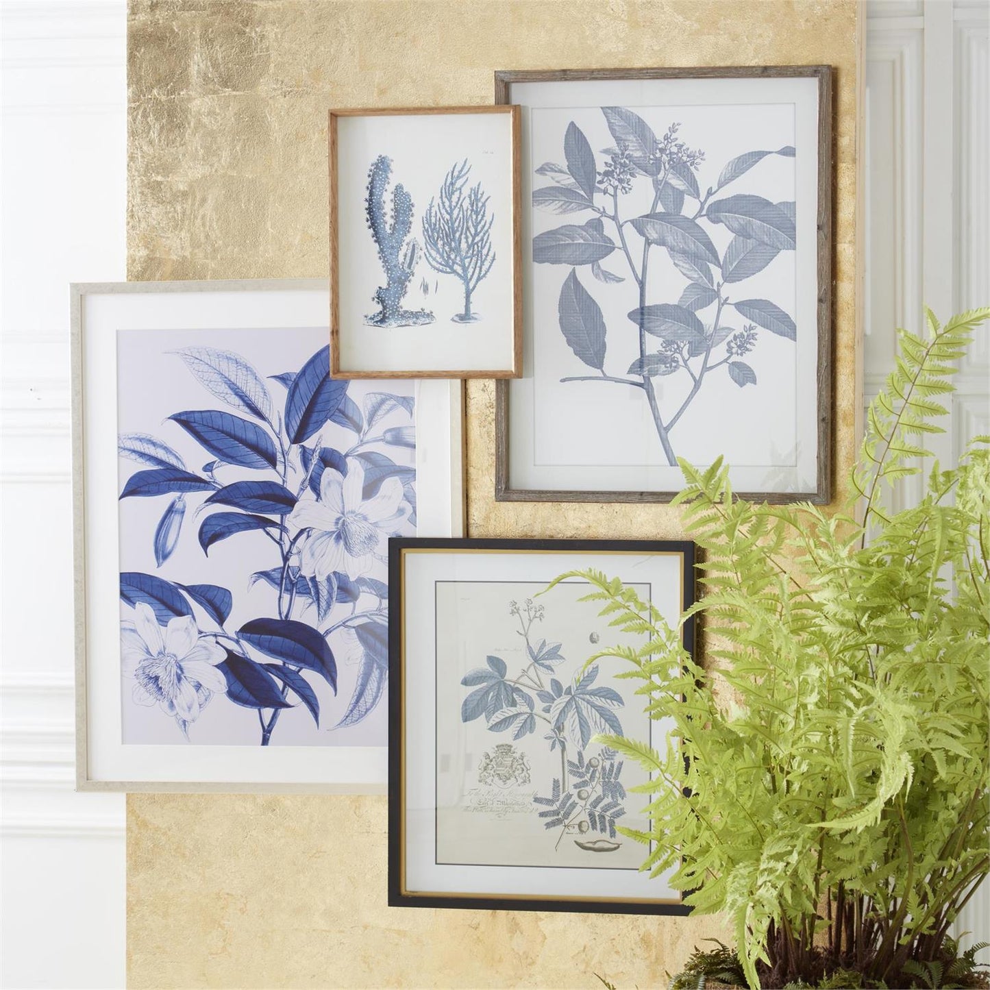 Four framed botanical prints on a wall with a plant in the foreground.