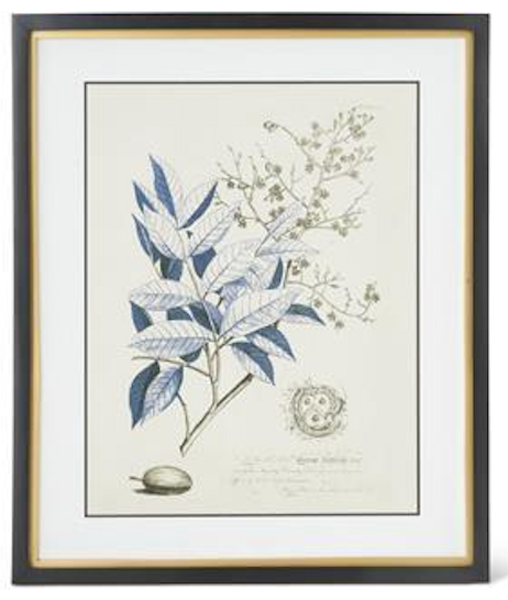 Framed botanical illustration with blue leaves and text on a white background