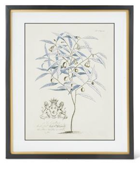 Framed botanical illustration of a plant with a coat of arms at the bottom