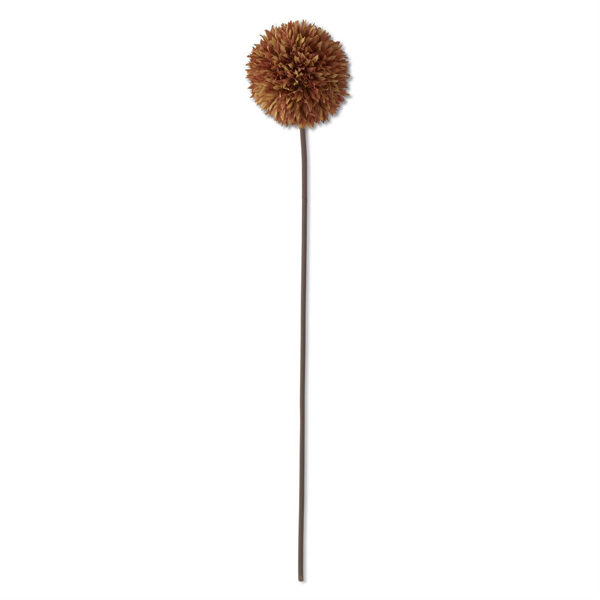 Brown_Allium_Stem