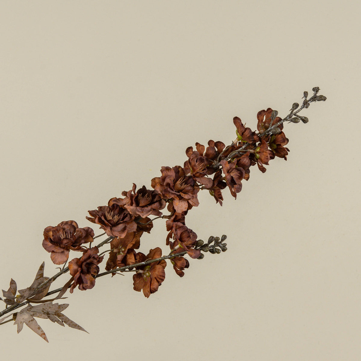 Brown_Larkspur_Spray