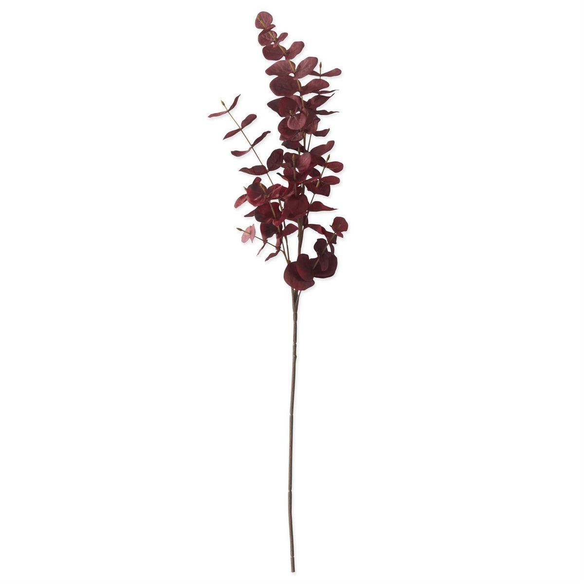 Burgundy_Eucalyptus_Stem