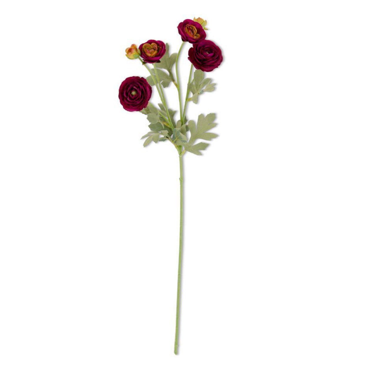 Burgundy Ranunculus Spray 26"