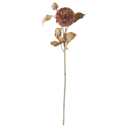 Burgundy_and_Cream_Dahlia_Blossom_and_Bud