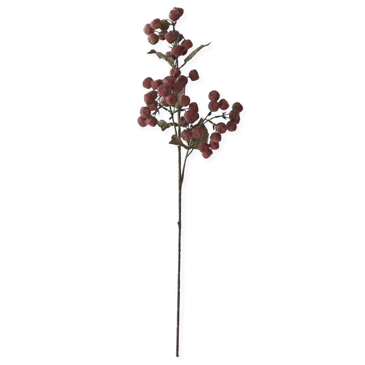 Burgundy_and_Green_Pod_Stem