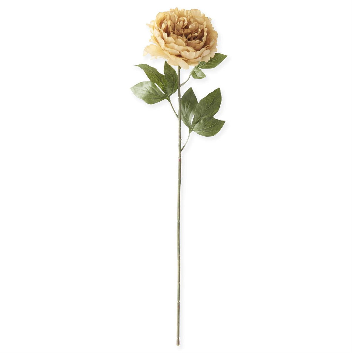 Cream_Peony_Stem