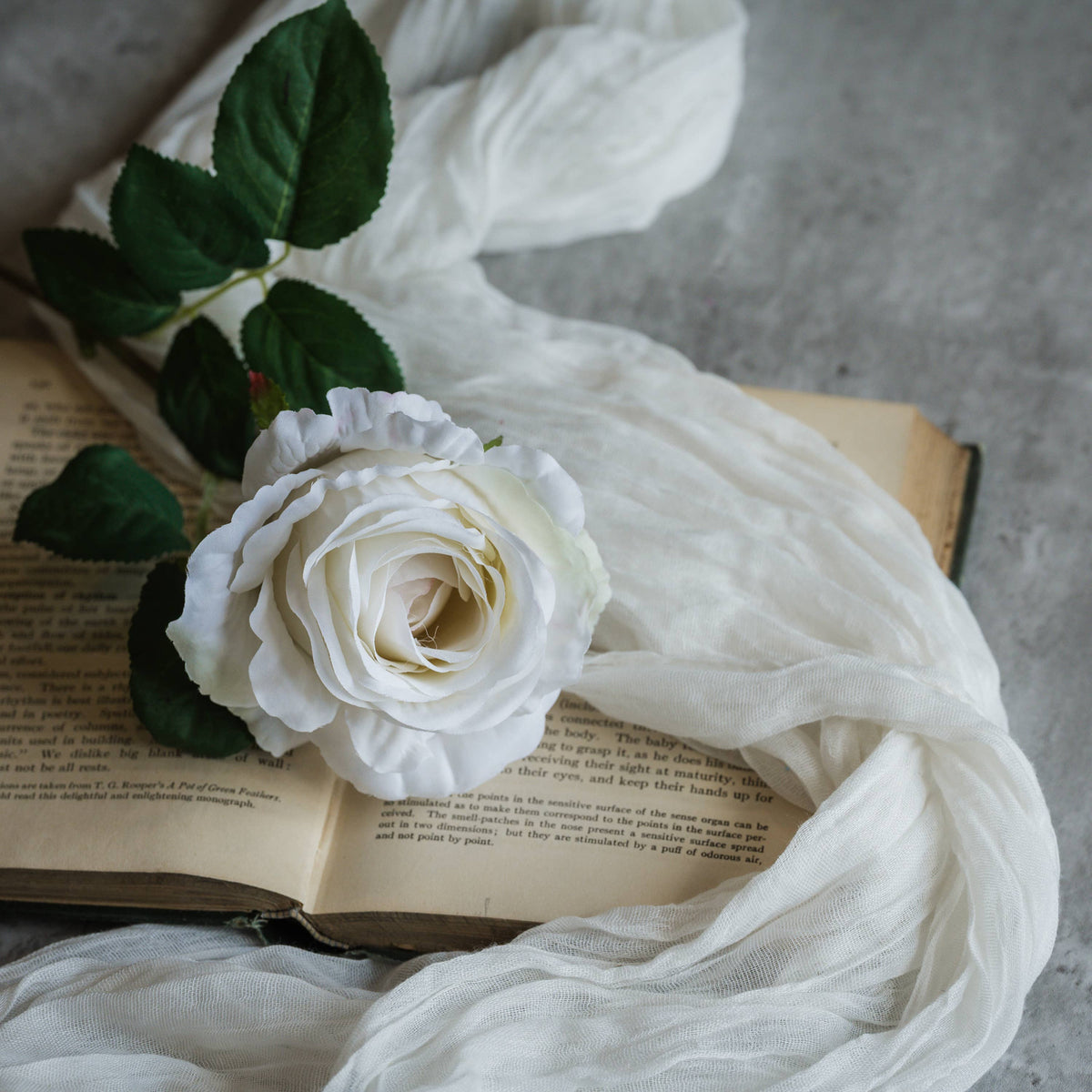 Cream_Rose_Stem