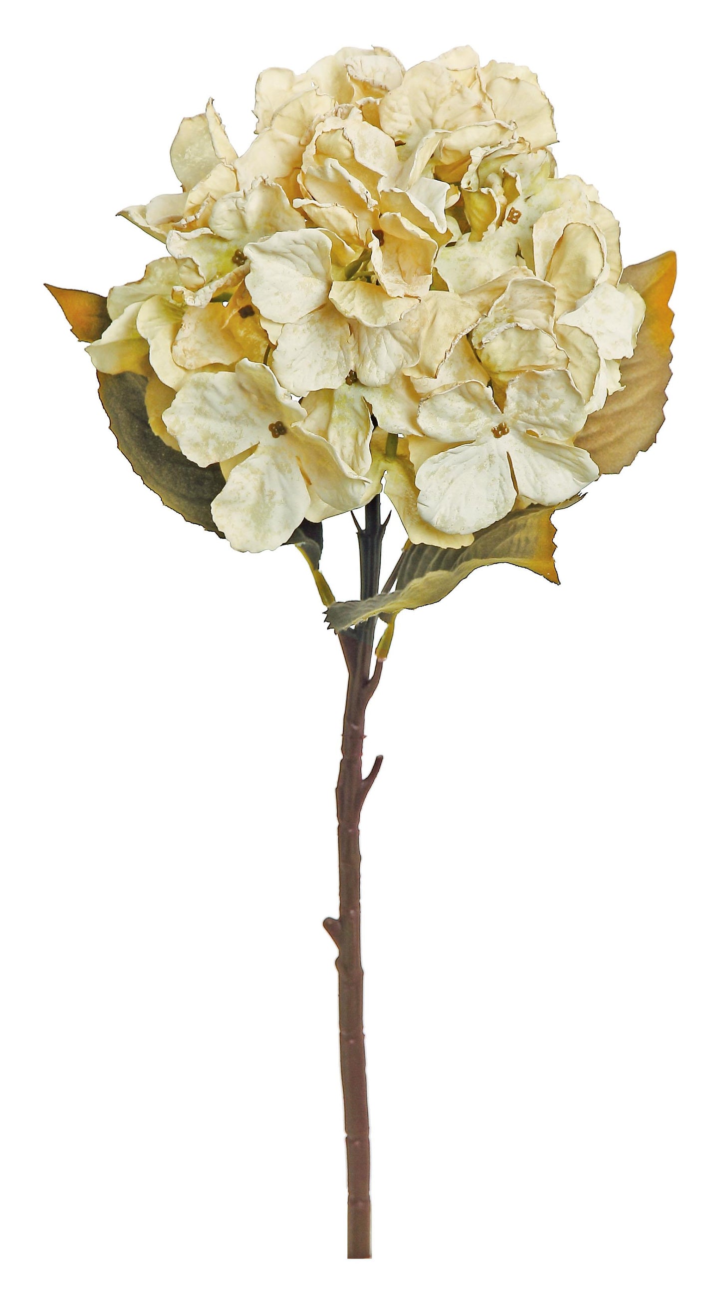 DRIED GARDEN HYDRANGEA CANDLELIGHT CREAM, 18"