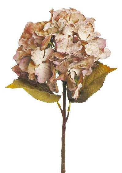 DRIED GARDEN HYDRANGEA, 18", CARAMEL