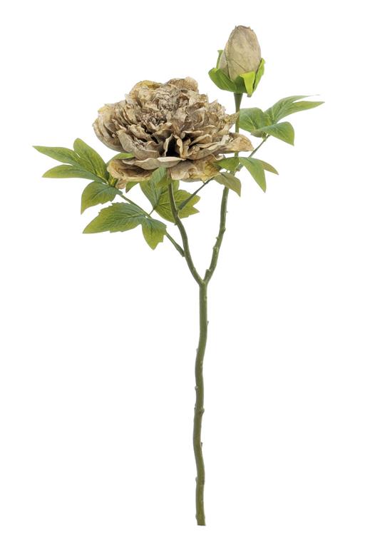  DRY JAPANESE PEONY X2 WITH BUD, 20", WHEAT