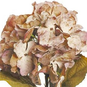 DRIED GARDEN HYDRANGEA, 18", CARAMEL