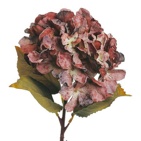 DRIED GARDEN HYDRANGEA, BURGUNDY
