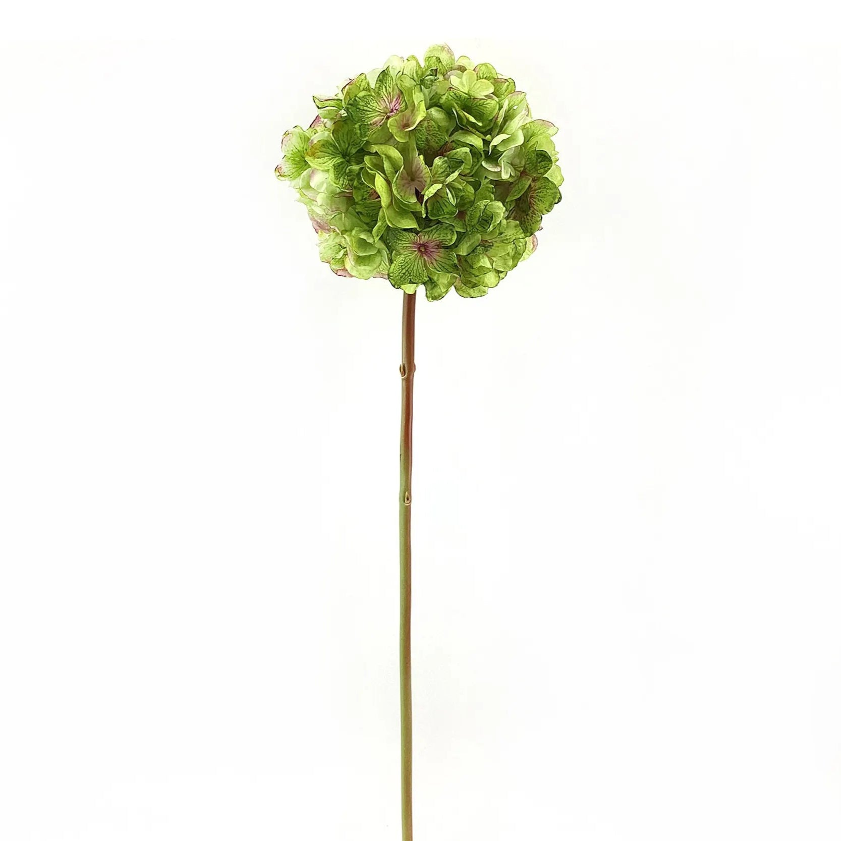 Dried Touch Hydrangea Stem Green 30"