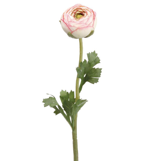 A single stem of a pink and cream ranunculus flower with green leaves against a white background.