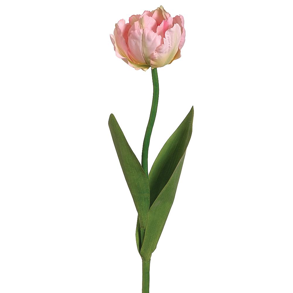 24" Parrot Tulip Spray  Pink