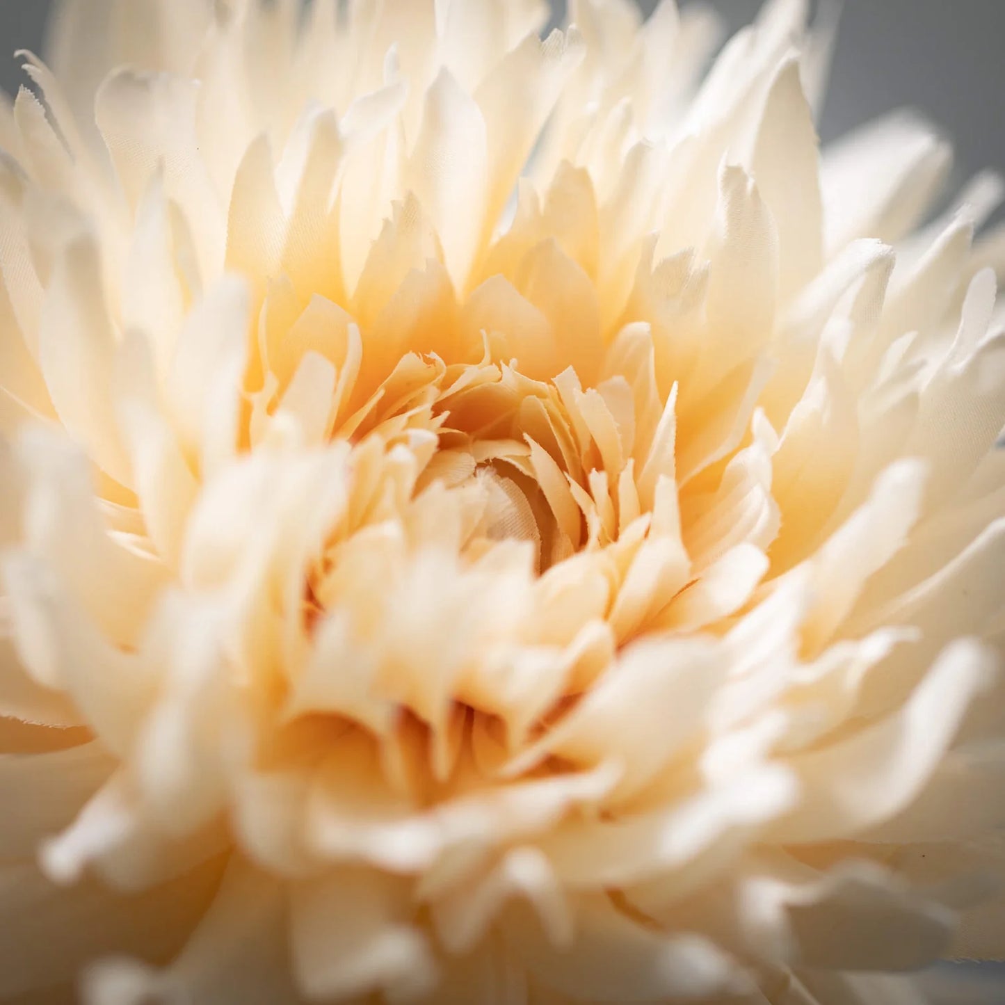 Blossoming Cream Dahlia Stem