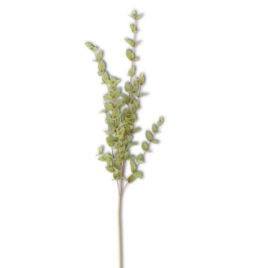 A single stem of artificial eucalyptus with a heart shape formed by its leaves against a white background.