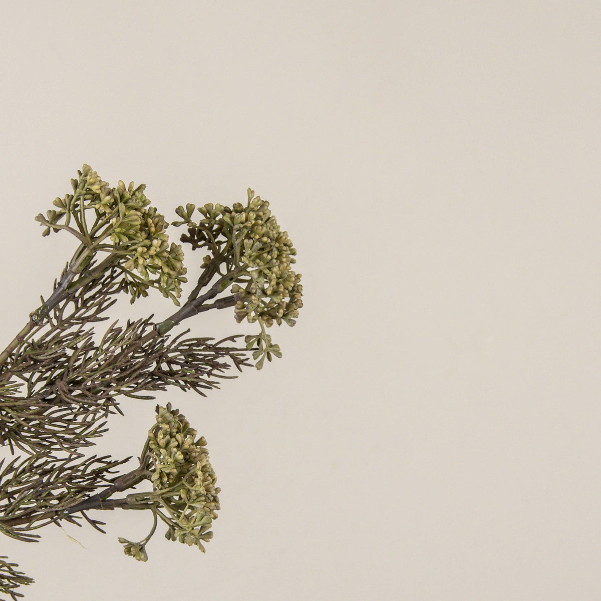Green_Yarrow_Pick