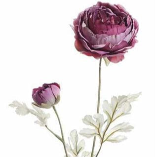 Holland Dried Ranunculus, 24", Dark Rose