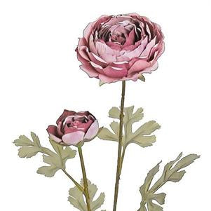 Holland Dried Ranunculus, 24", Dark Rose