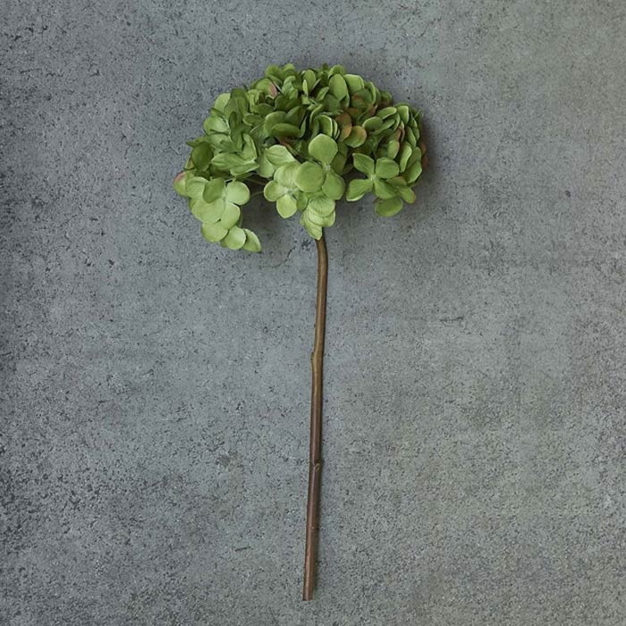 Hydrangea Green Stem