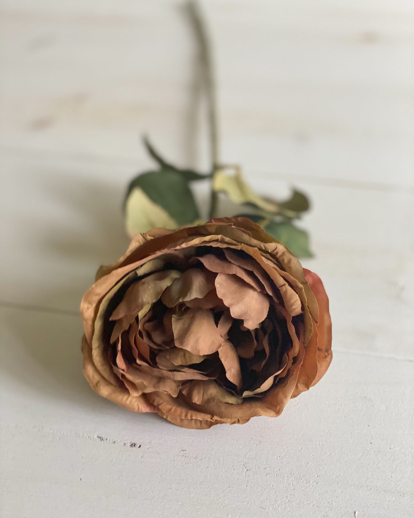 Rust Garden Rose Stem