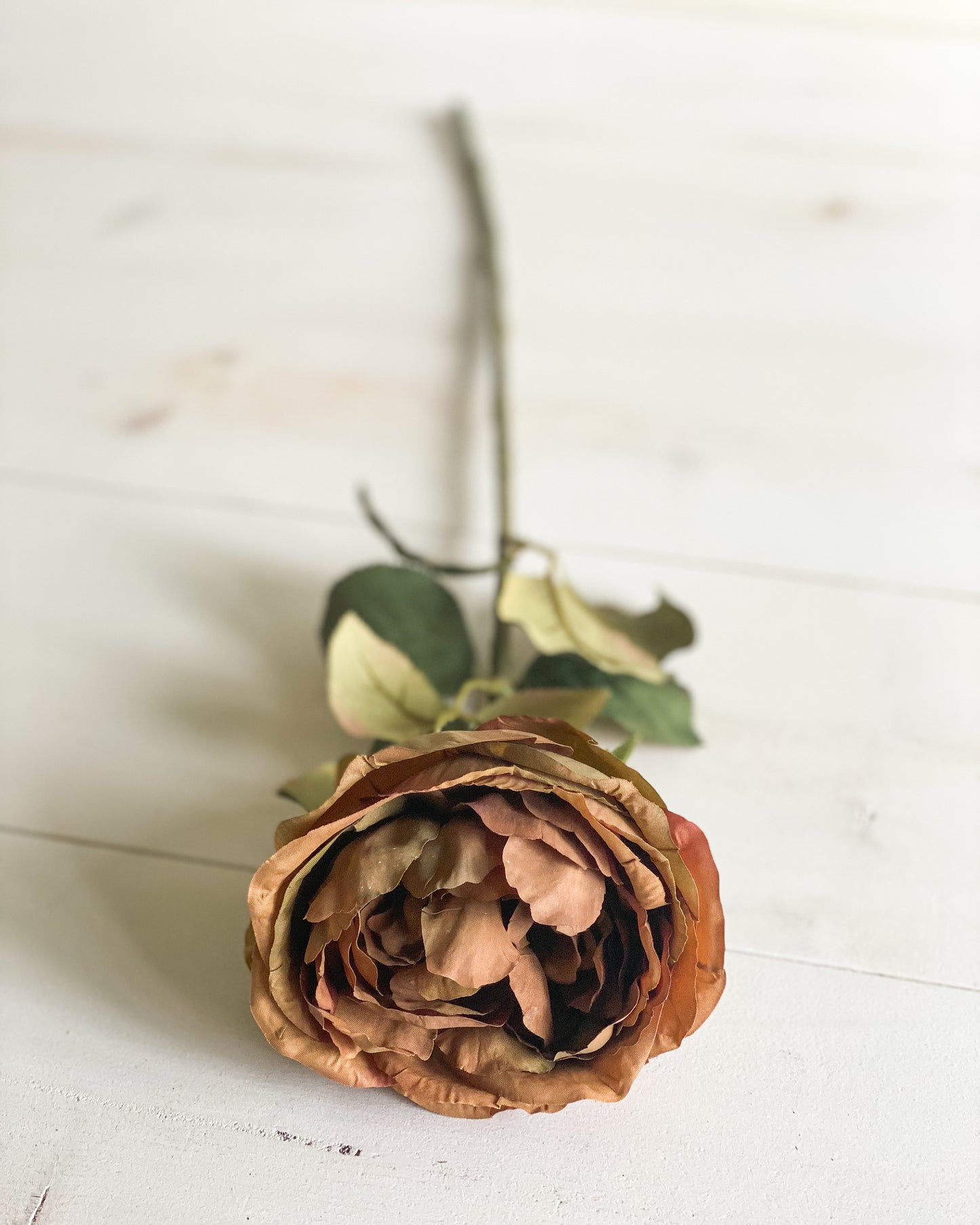 Rust Garden Rose Stem