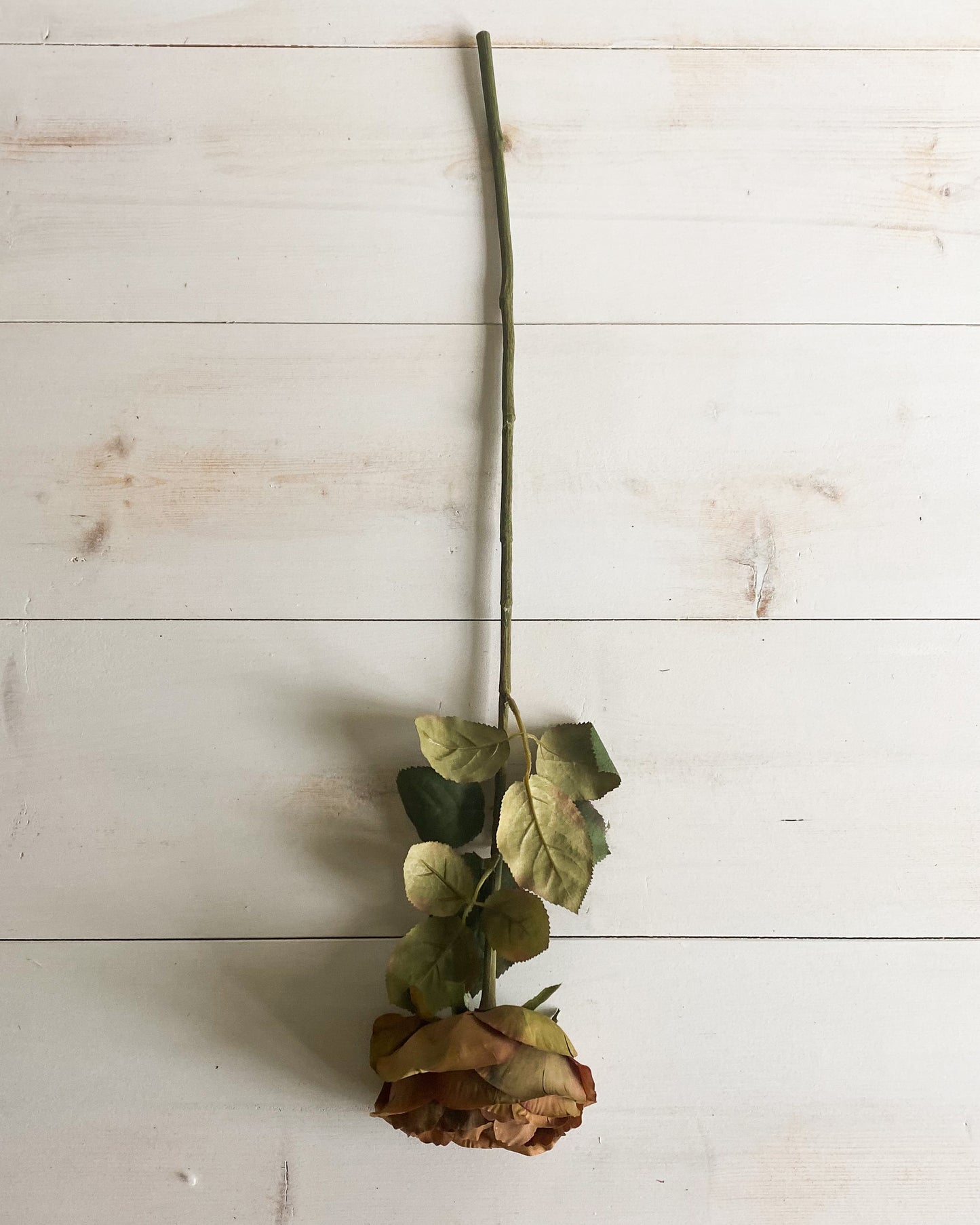 Rust Garden Rose Stem