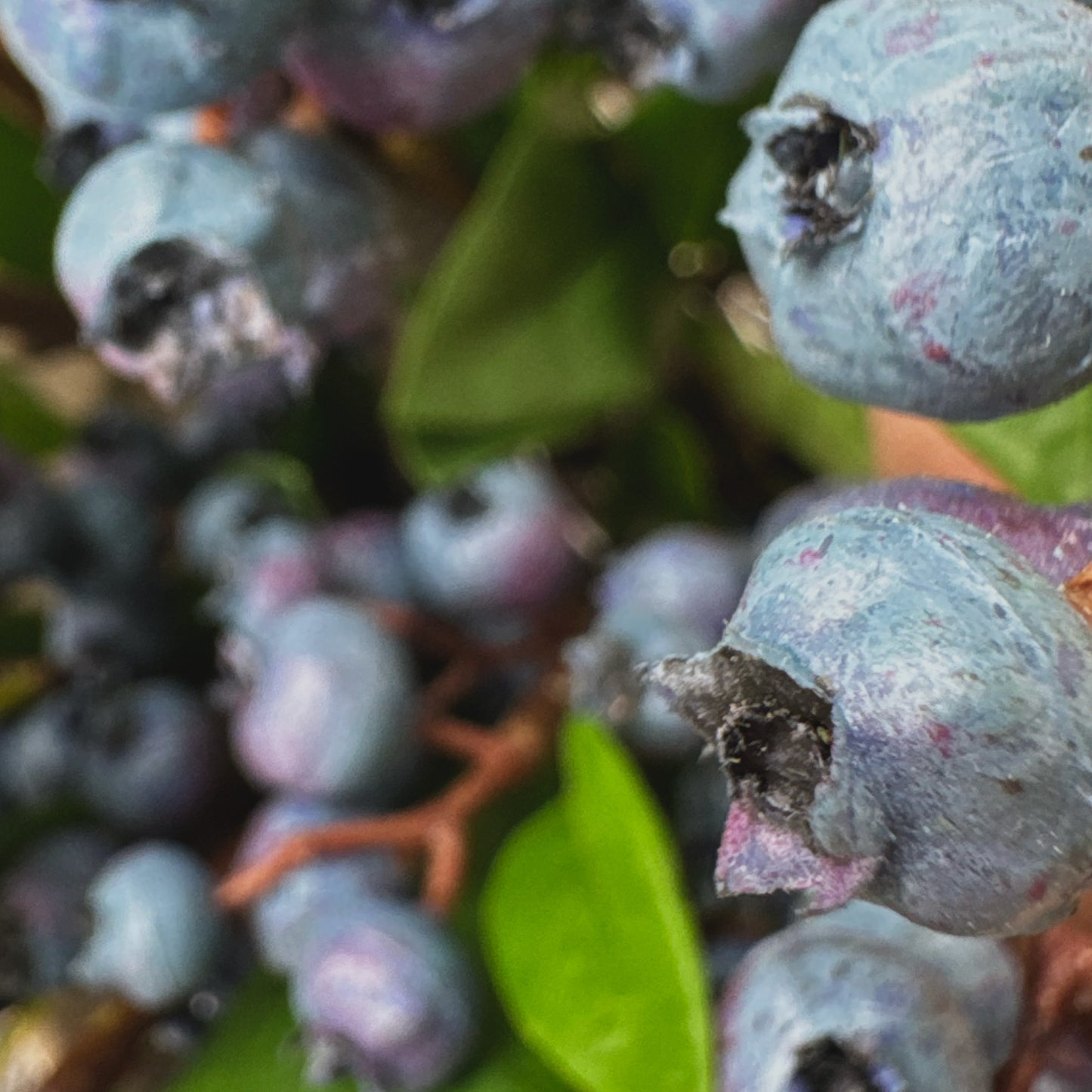 Artificial Blueberry Pick 21 Inch - Faux Berry Stem for Floral Arrangements