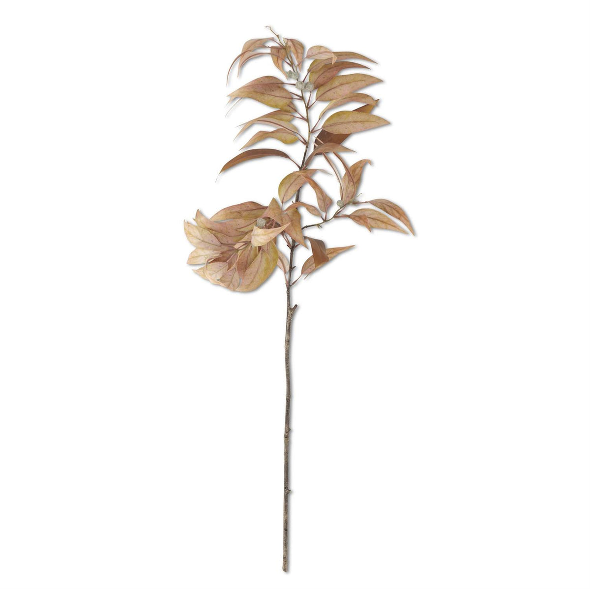 Light_Yellow_Eucalyptus_Branch_With_Pods