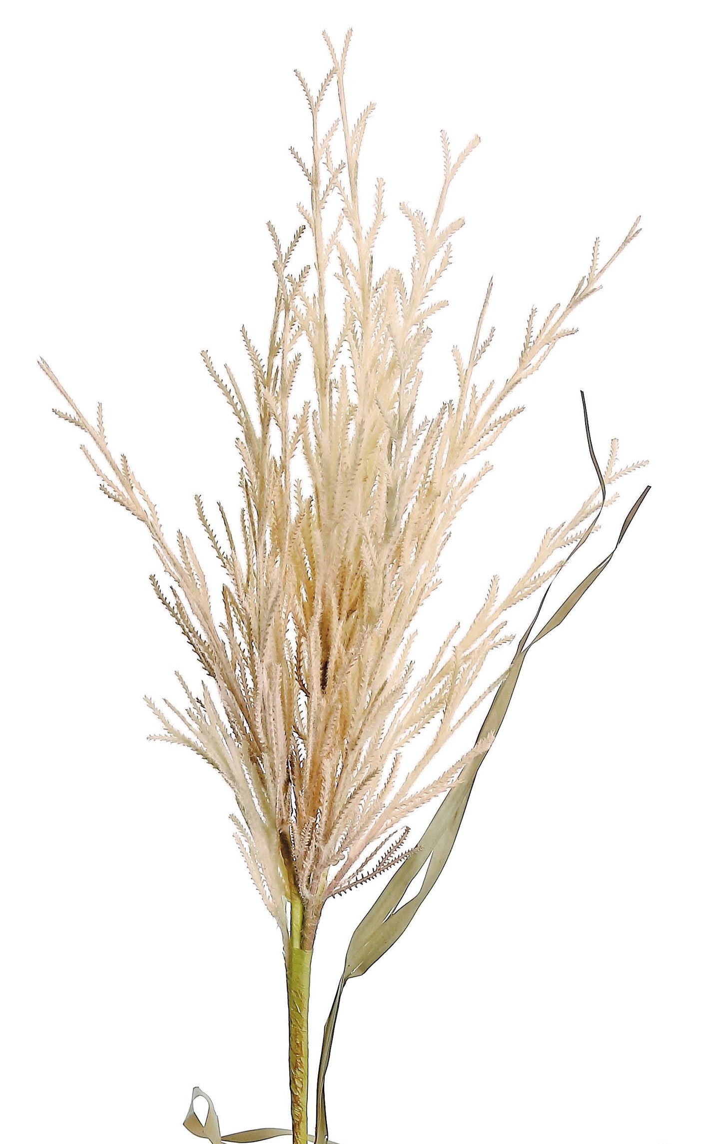 MOP GRASS SPRAY, 39", CREAM