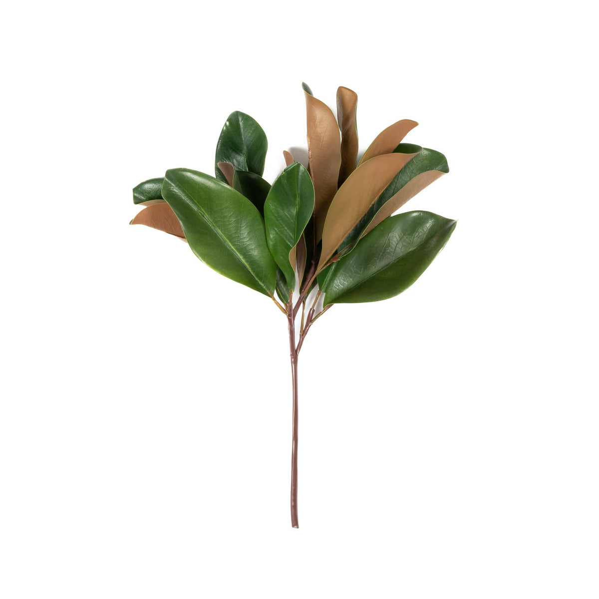 Magnolia_Leaf_Spray