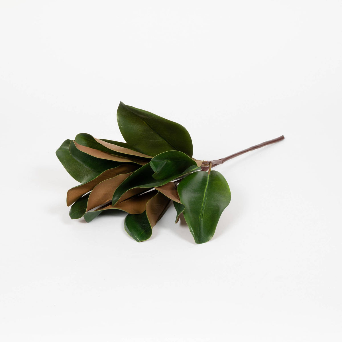 Magnolia_Leaf_Spray