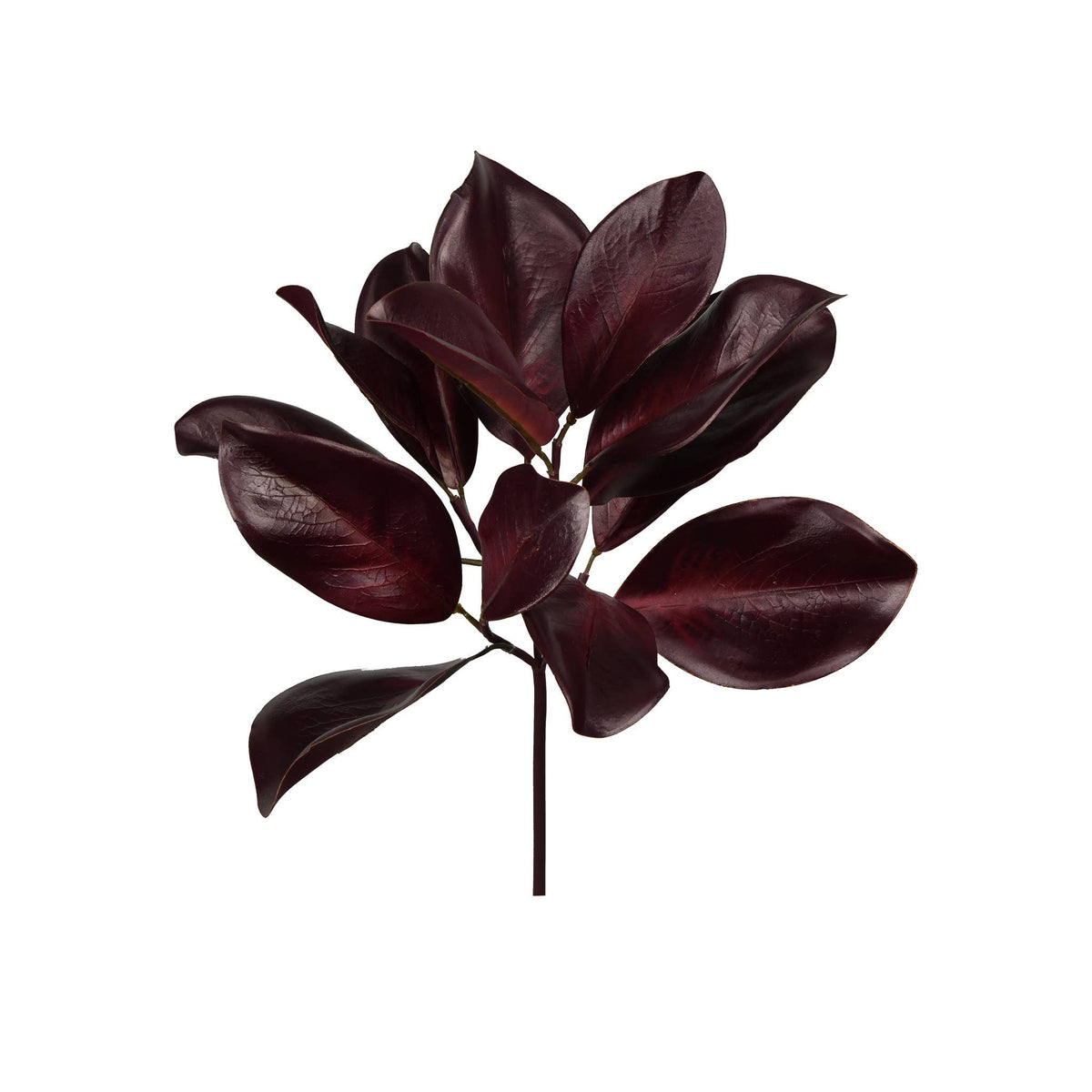 Merlot_Magnolia_Spray