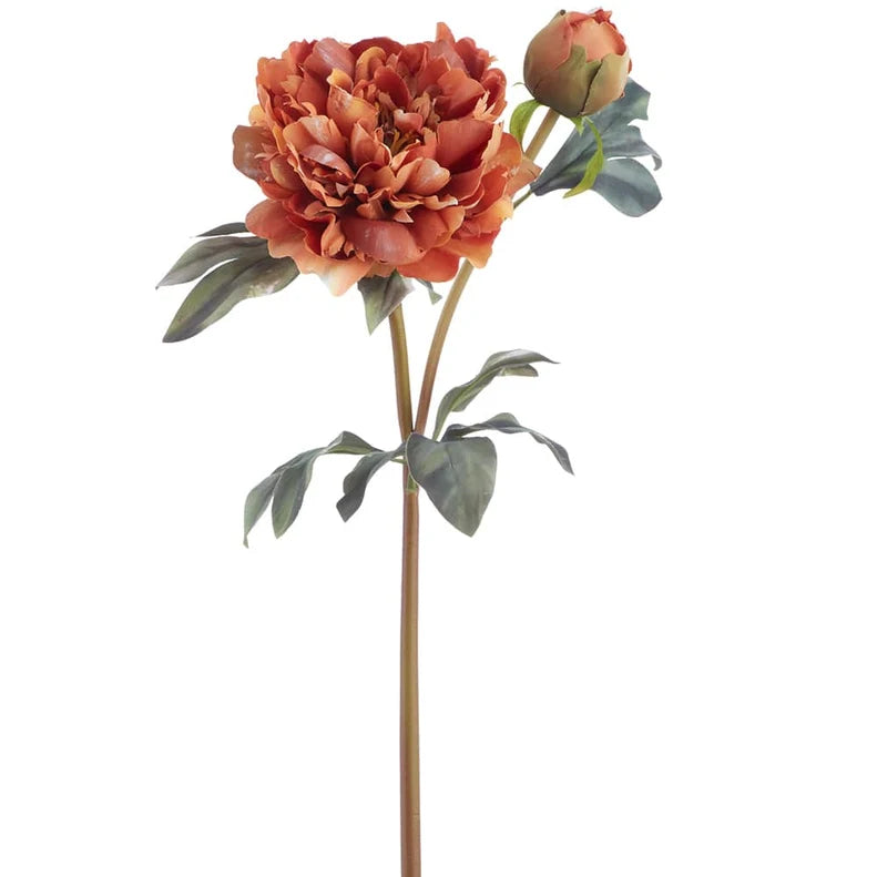 Orange_Peony_Stem