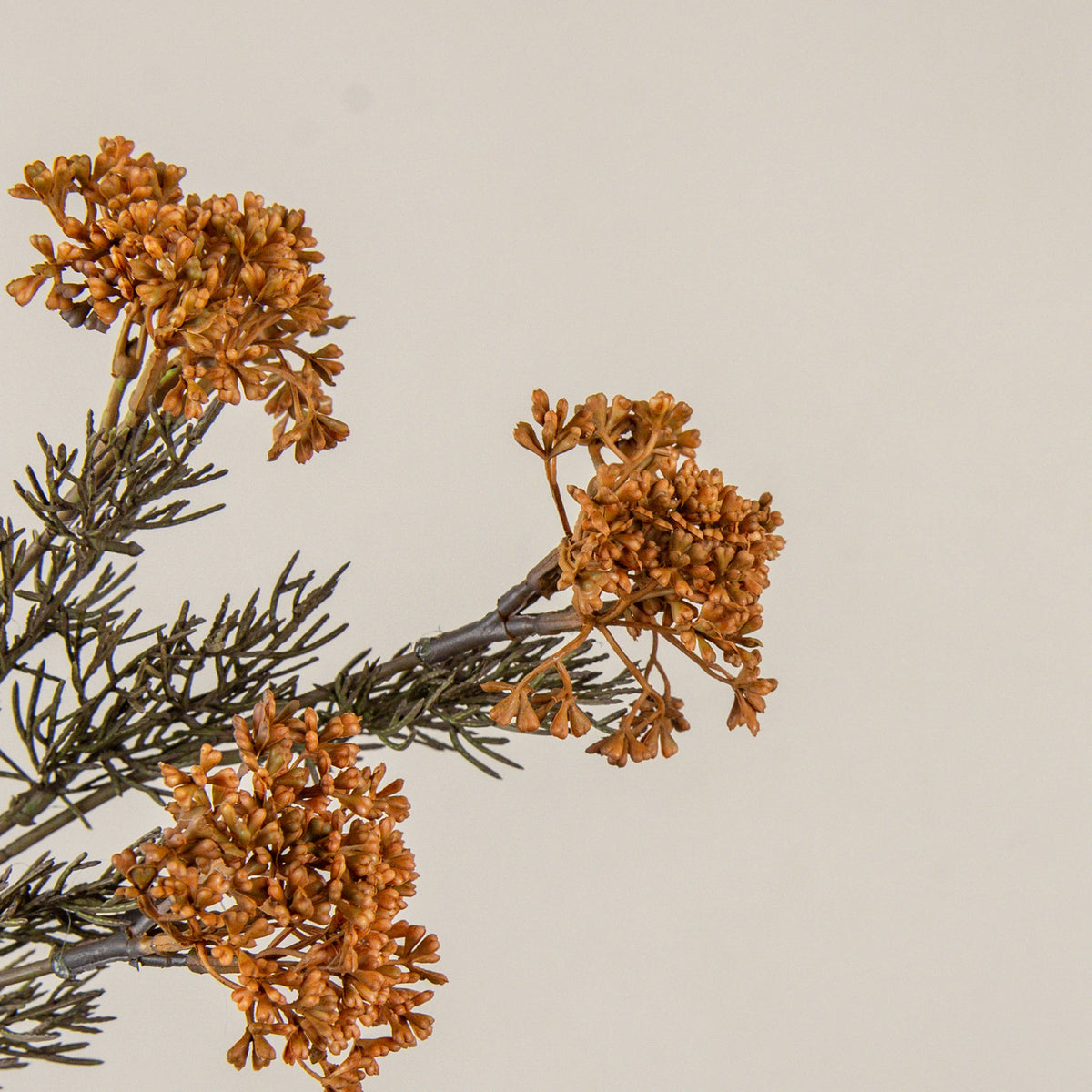 Orange_Yarrow_Pick