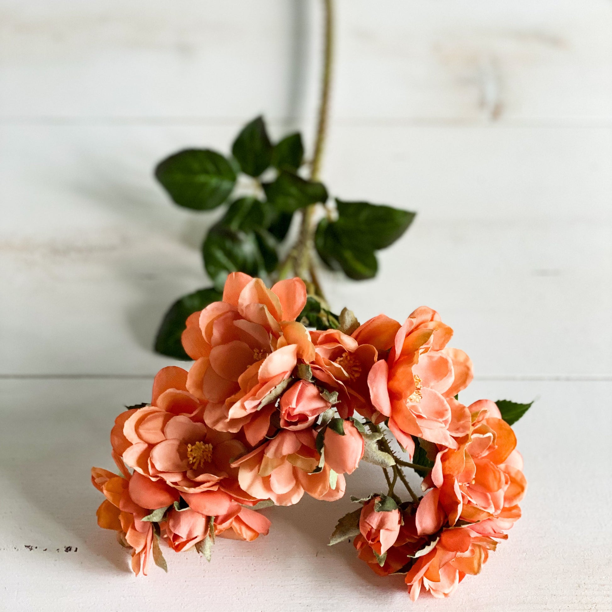 Peach Rose Stem