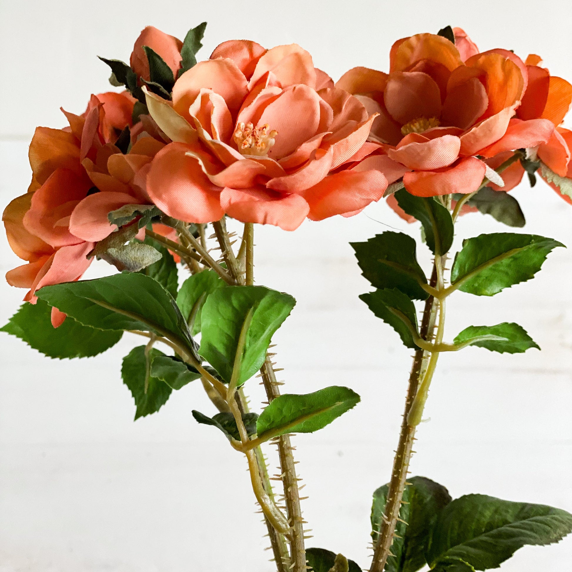 Peach Rose Stem