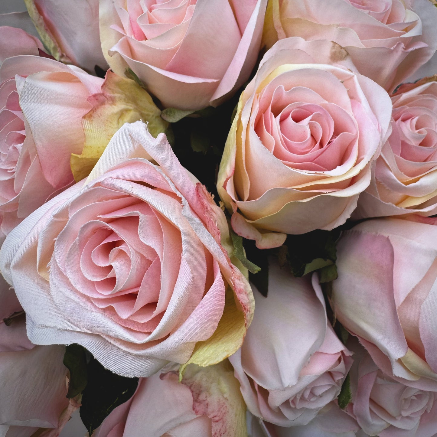 Close-up of pink with a blurred background