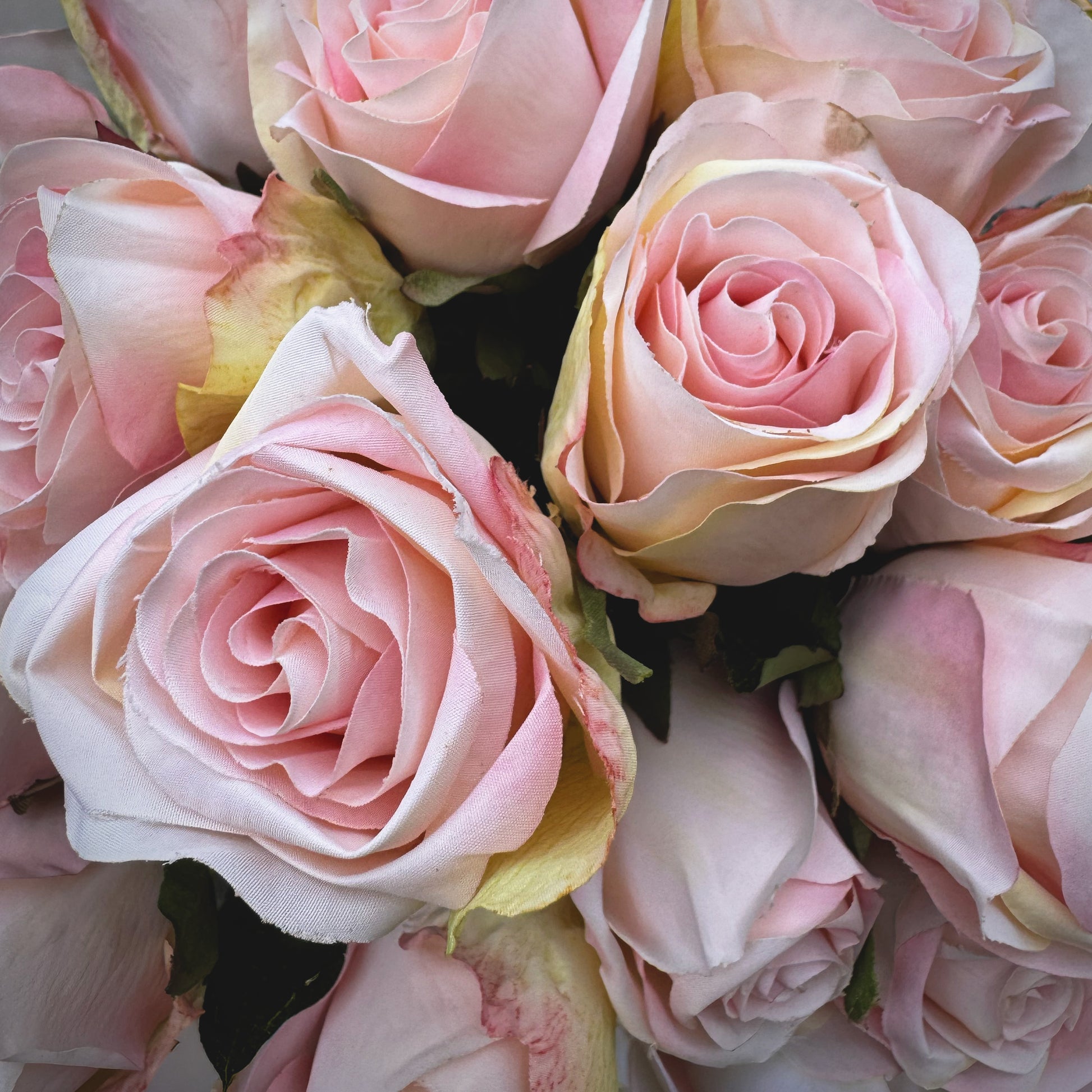 Close-up of pink with a blurred background