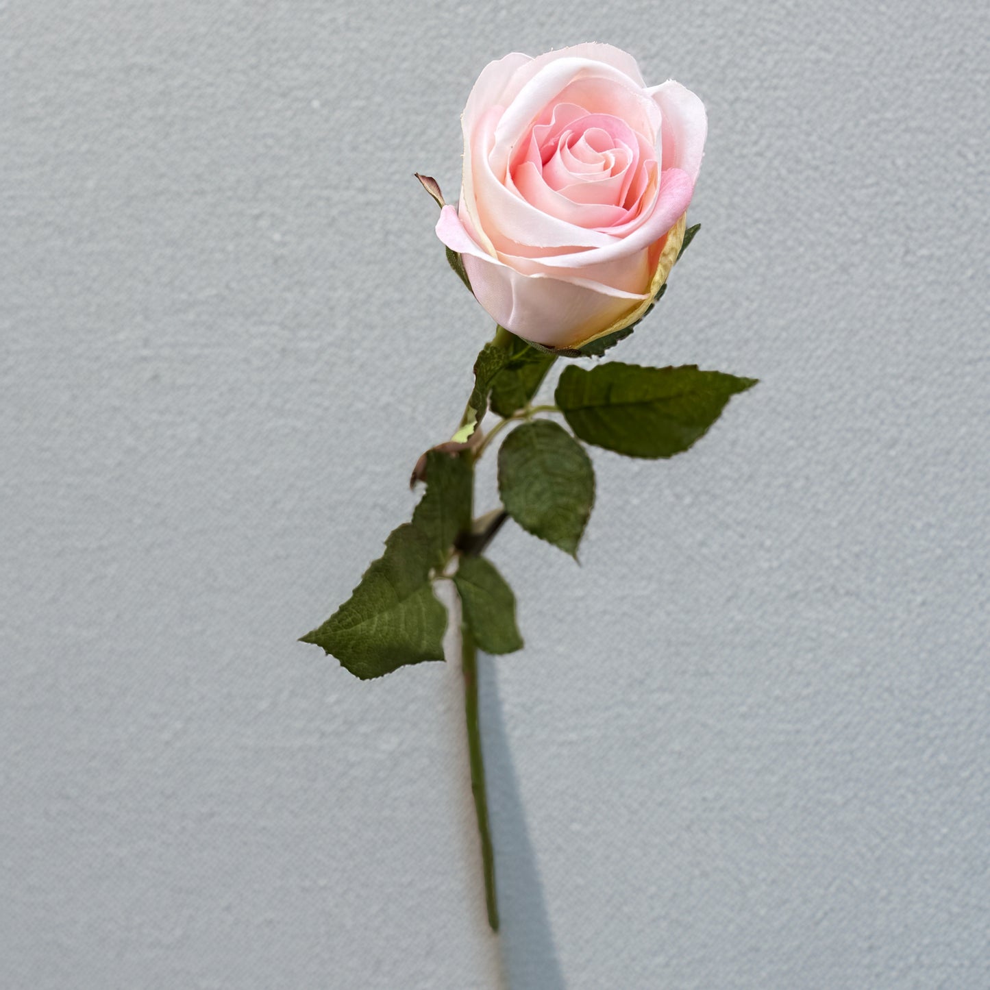 Single pink rose with green leaves on a light gray background