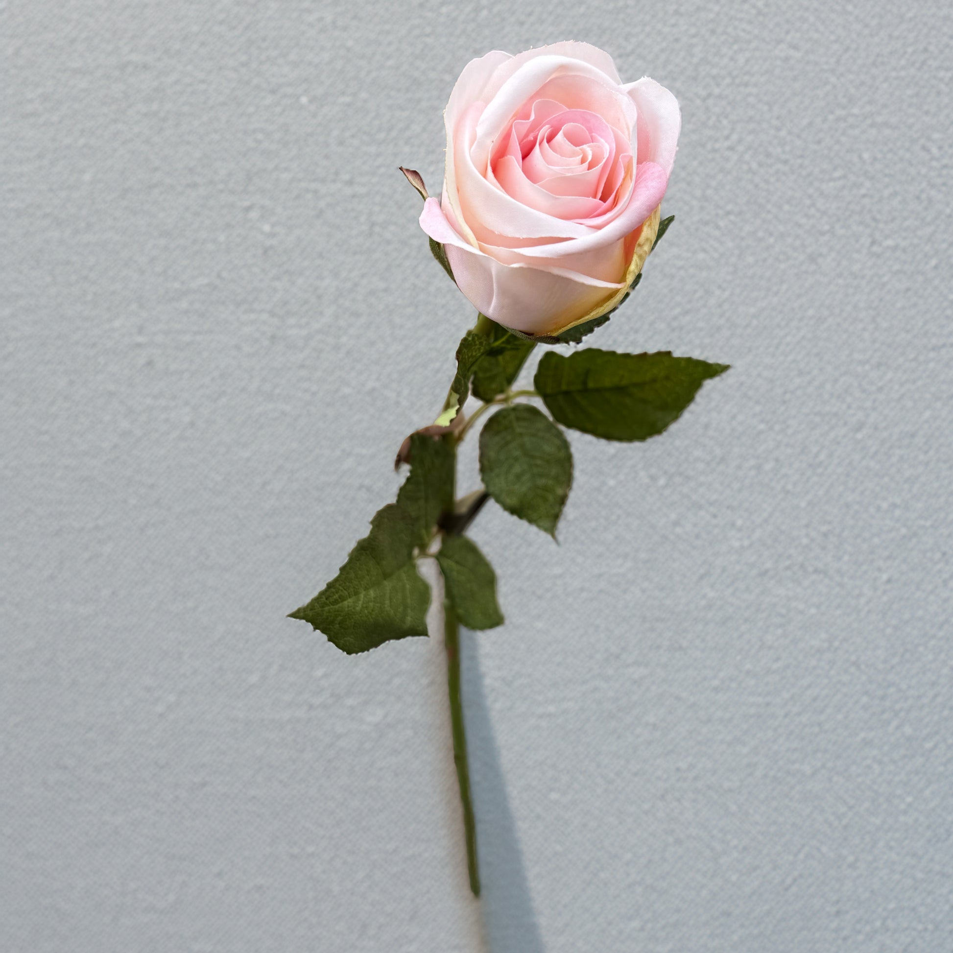 Single pink rose with green leaves on a light gray background