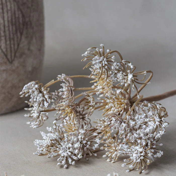 Queen Anne's Lace Stem