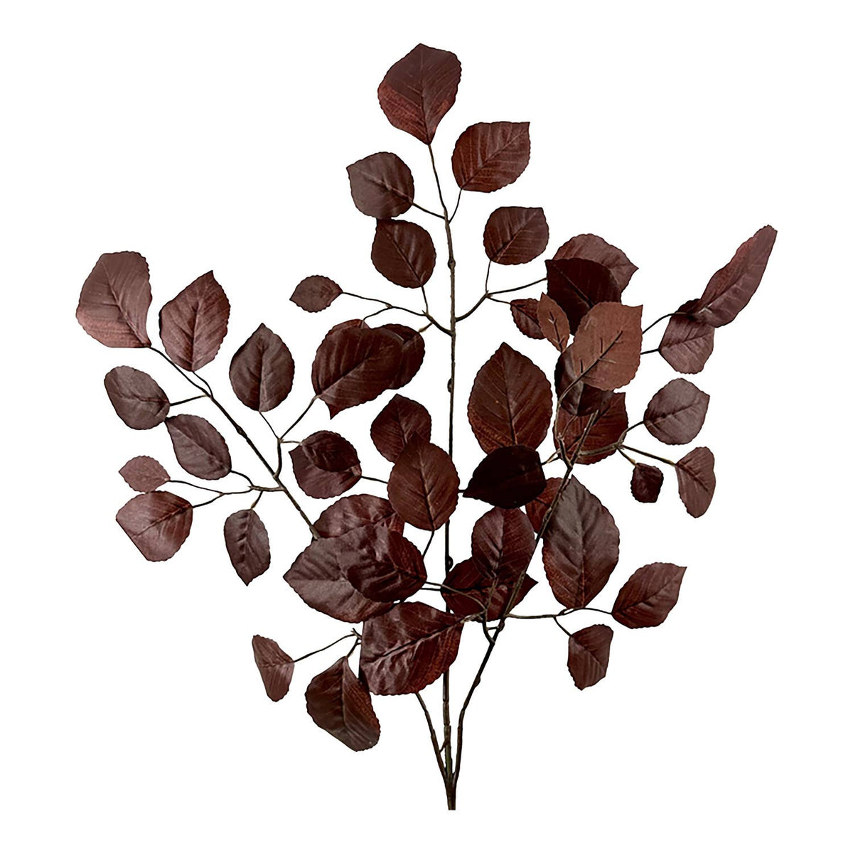 Red_Beech_Leaf_Spray