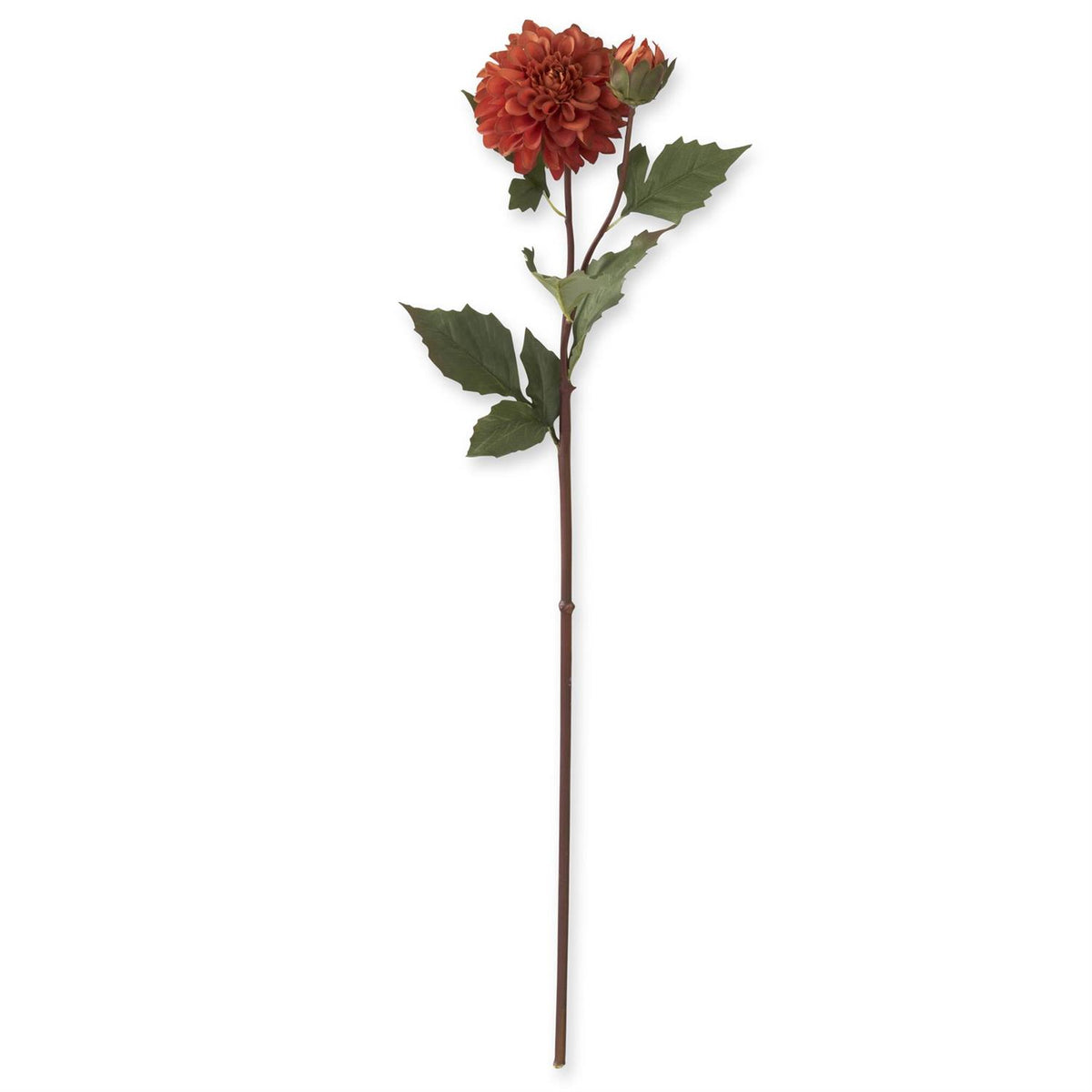 Rust_Bud_Blossom_Dahlia_Stem