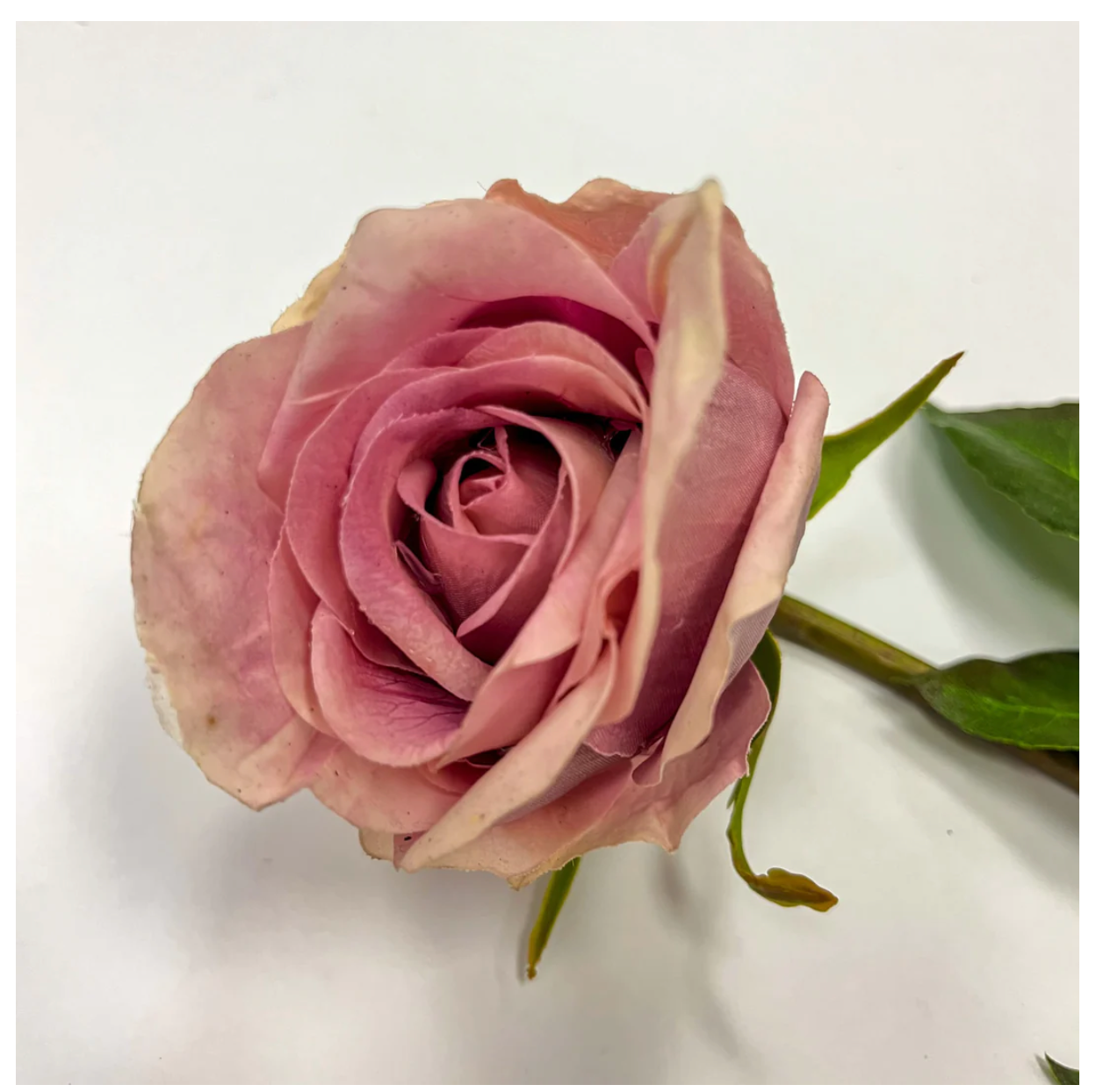 30" Peachy Pink Rose Stem