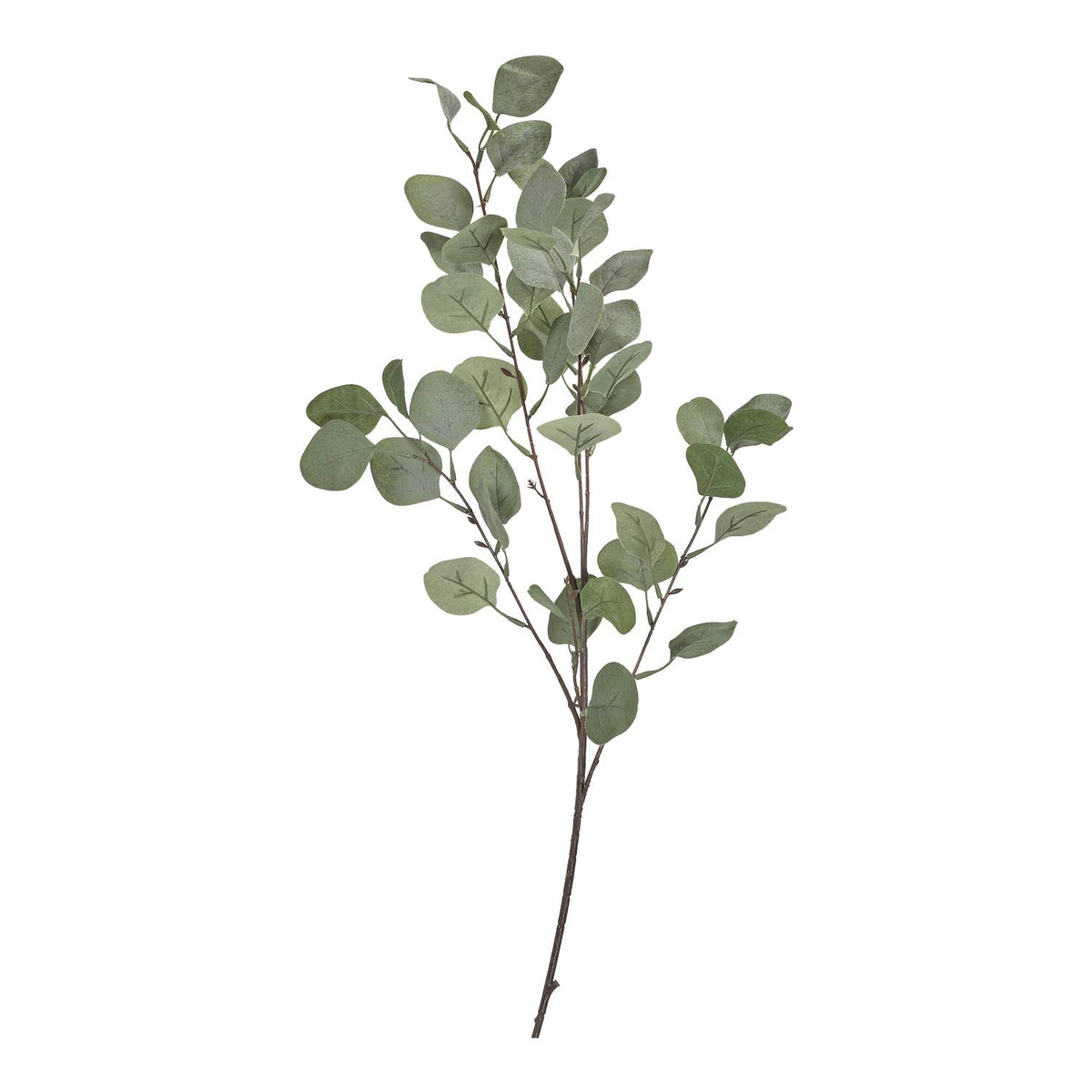 Silver_Dollar_Eucalyptus_Branch