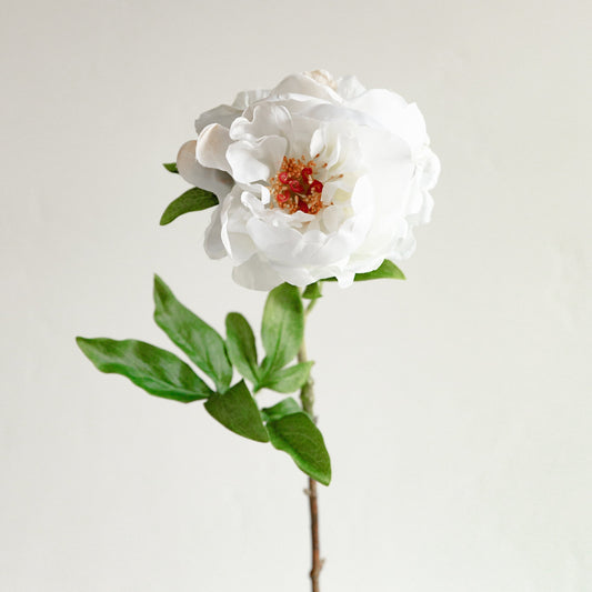 A single white peony flower with green leaves on a stem.