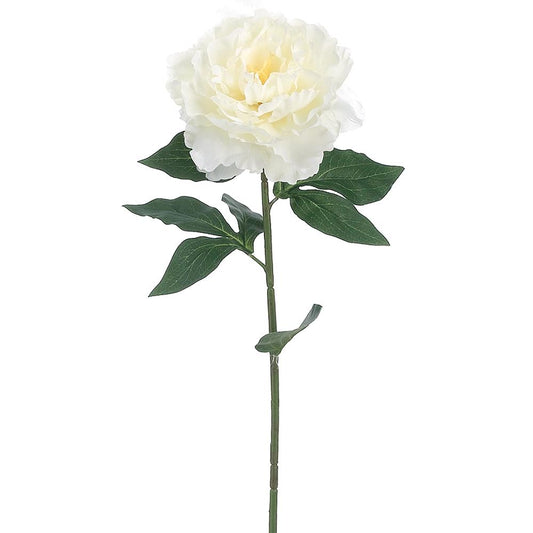 A single white peony flower with green leaves on a stem against a white background.